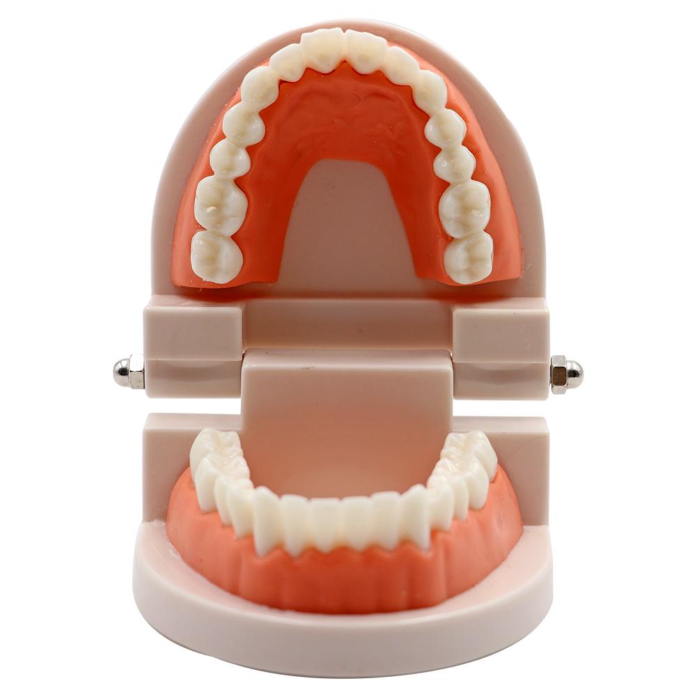 

1Pc Dental Teeth Model Standard Teeth Teaching Adult Tooth Model Study Training Tool Dentistry Lab Teeth Learn Material