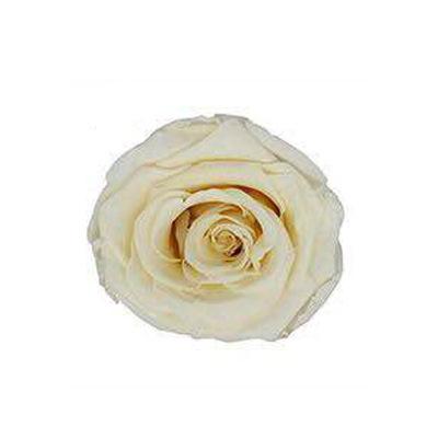 P-1 21 Preserved Roses in a Box Wedding Decor Floral Arrangements Wedding Dried Flower Home Decor Baby Shower Flowers 2~3cm