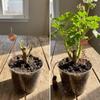 3PCS Durable Electroculture Plant Stakes Multi-purpose Bonsai Fixing Rod  Garden Plants