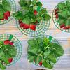 10 tk maasikatoed 3 tugeva jalaga Vastupidavad plastikust maasikataimealused hoiavad marjad puhtad kiire valmimise aiatarviku jaoks