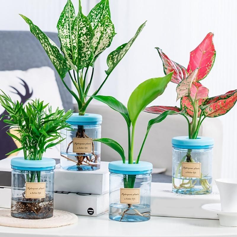 Low Maintenance Hydroponic Planter Tabletop Vase with Breathable Materials for Succulents Bonsais Busy Plant Enthusiasts