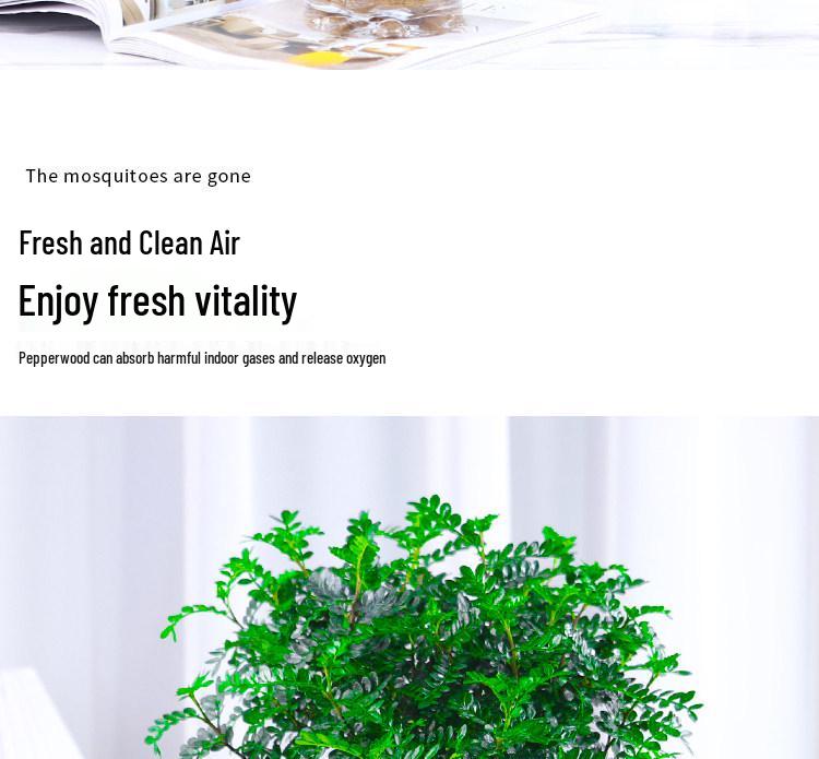 Hydroponic Fragrant Wood Indoor Plant | Insect & Mosquito Repellent | Evergreen Year-Round Desktop Decor