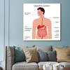 Human Organs Brain Liver Heart Anatomy Poster Print Canvas Painting Human Body Map Medical Classroom Office Room Home Decoration