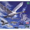 Capsule FO Strap Series Set of 6 "Bird"