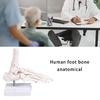 Realistic Human Foot Bone Model Teaching Aids For Enhanced Learning In Anatomy Classes And Clinical Skeletal Detail