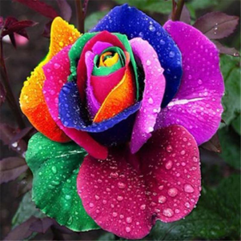 Rose Seeds Inside Multicolor 50pcs Rainbow Flower Seed Flower Garden Plantbuy at a low prices
