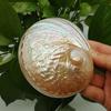 Home Decoration Red Pattern Abalone SeaShells Home Accessories Conch Fish Tank Aquarium Creative Decoration Lucky Conch Specimen