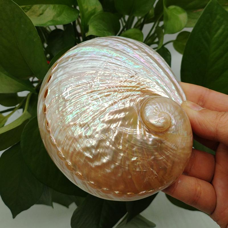 Home Decoration Red Pattern Abalone SeaShells Home Accessories Conch Fish Tank Aquarium Creative Decoration Lucky Conch Specimen