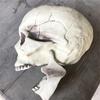 Creepy Plastic Open Mouth Skeleton Haunted House Decor Halloween Prop
