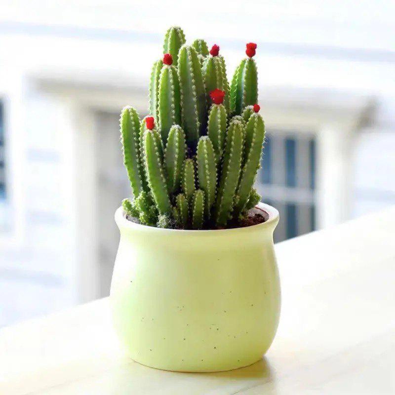 Easy-Care Succulent Arrangement: Wealth-Attracting Mountain Cacti & Flowers for Office or Living Room Décor