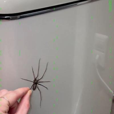 Realistiska Magnetiska Spindlar Dekoration Spindlar Kylskåpsmagneter Magnetiska SpindlarDekoration För Inomhus- och Utomhusbruk