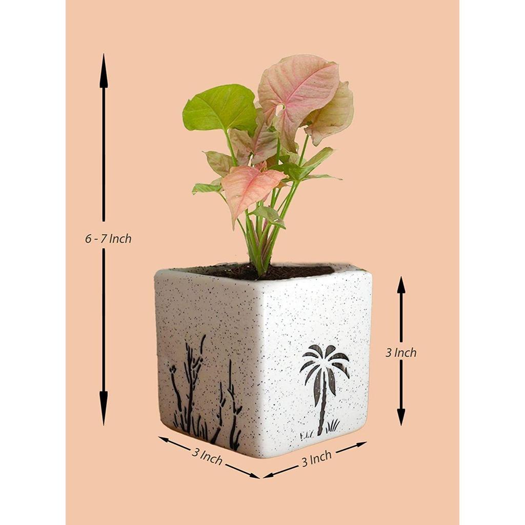 Good Luck Air Purifier Pink Syngonum Plant In White Square Aroez Ceramic Pot | Indoor Plant for Living Room | Home & Office Decor