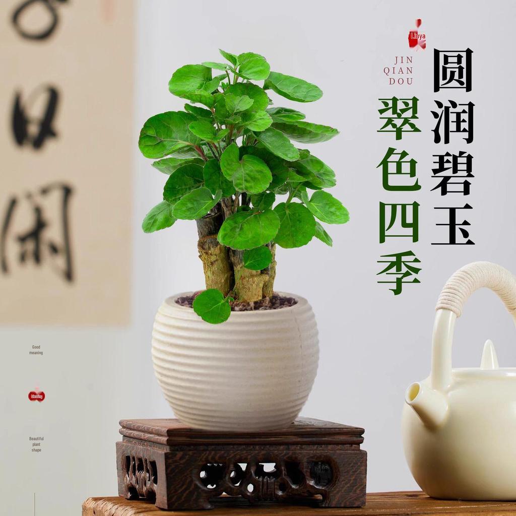 Fukurokutsugi Bonsai: Indoor Zen Green Potted Plant, Easy to Grow, Year-Round Resilience