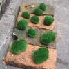 Green Moss Stones for Sustainable Home Garden Decor 8pcs/10pcs Set