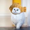 Cartoon Cat Hat, Cute Fish Shape Pet Cat Costume, Breathable Fish Shape Headdress Shape Cartoon Cat Hat, Pet Cat Headdress Plush