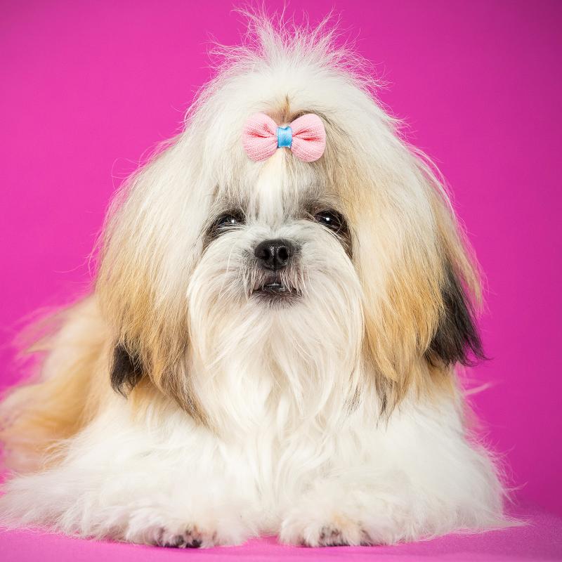 5/10Pcs Bow Tie Rubber Band Candy Color Dog Hair Band Long-Hair Puppy Bowknots Hair Accessories Pet Grooming Cute Pet Supplies