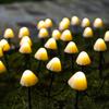 Solar LED Mushroom String Lights with Remote for Outdoors