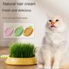 Seed Sprouting Trays Planting Hydroponics Boxes Soilless Hydroponic Cat Grass Case  Pet Supplies