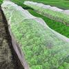 Tuin en moestuin – Ongediertebestrijding in de tuin