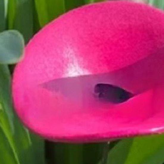 Bee Watering Station Butterfly Puddler Hummingbird Drinking Cup Weather-Resistant Easy To Install Colorful Bee Watering Cup