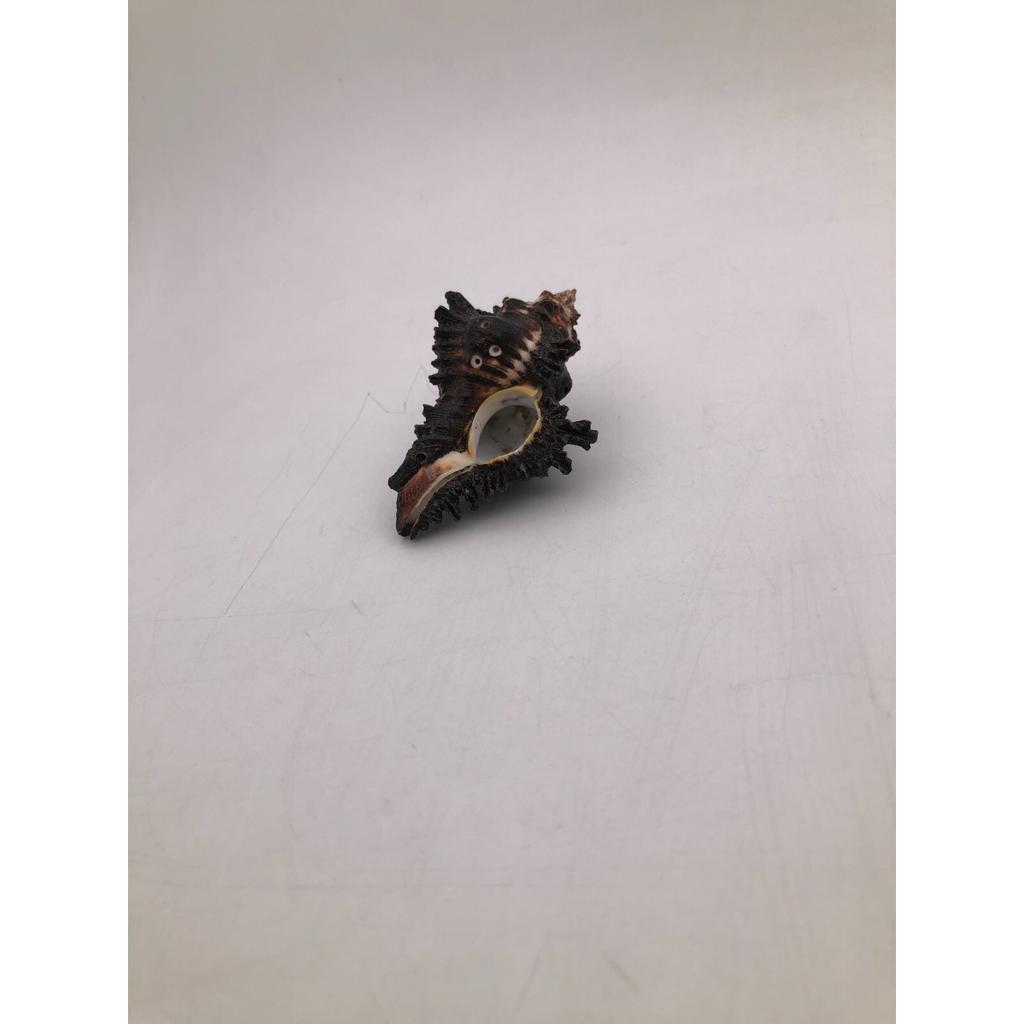 Natural Shani Sankh for Puja. 8 Cm JL286093830033