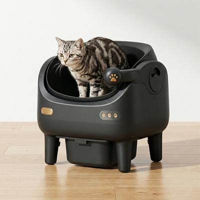 Katzen – Katzenpflege