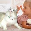 LED Cat Neck Collar Glowing In The Dark Smart Cat Pointer Collar Dog Interactive Electronic Collars Pet Supplies