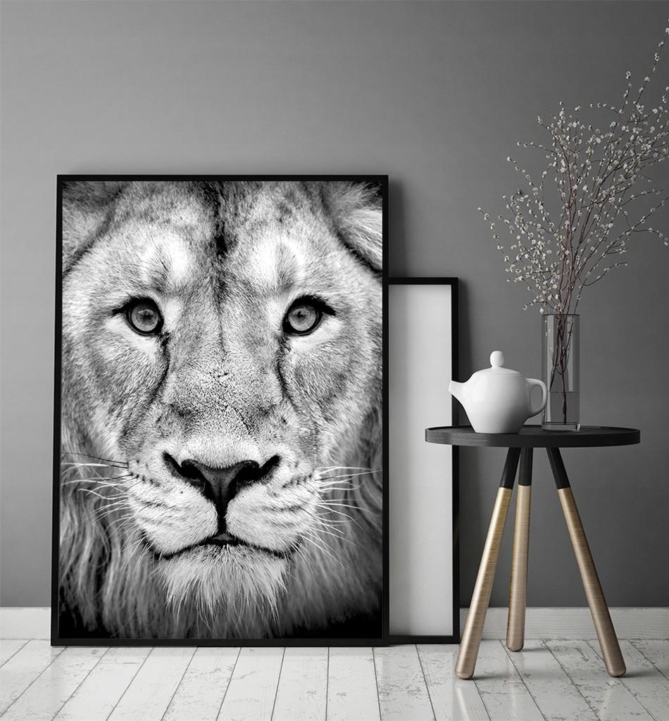 Picture Poster In a Frame 43x33 Cm Lion P1232