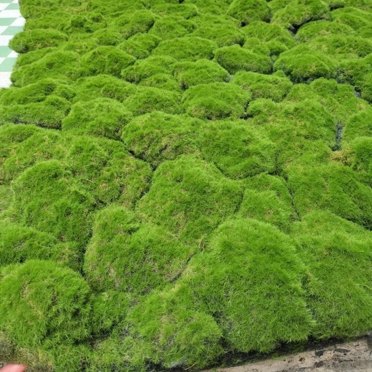 Artificial Green Moss Turf Grass Plastic Moss Carpet Eco-friendly UV Varnished Realistic Plants Moss Wall Garden Landscape Floor