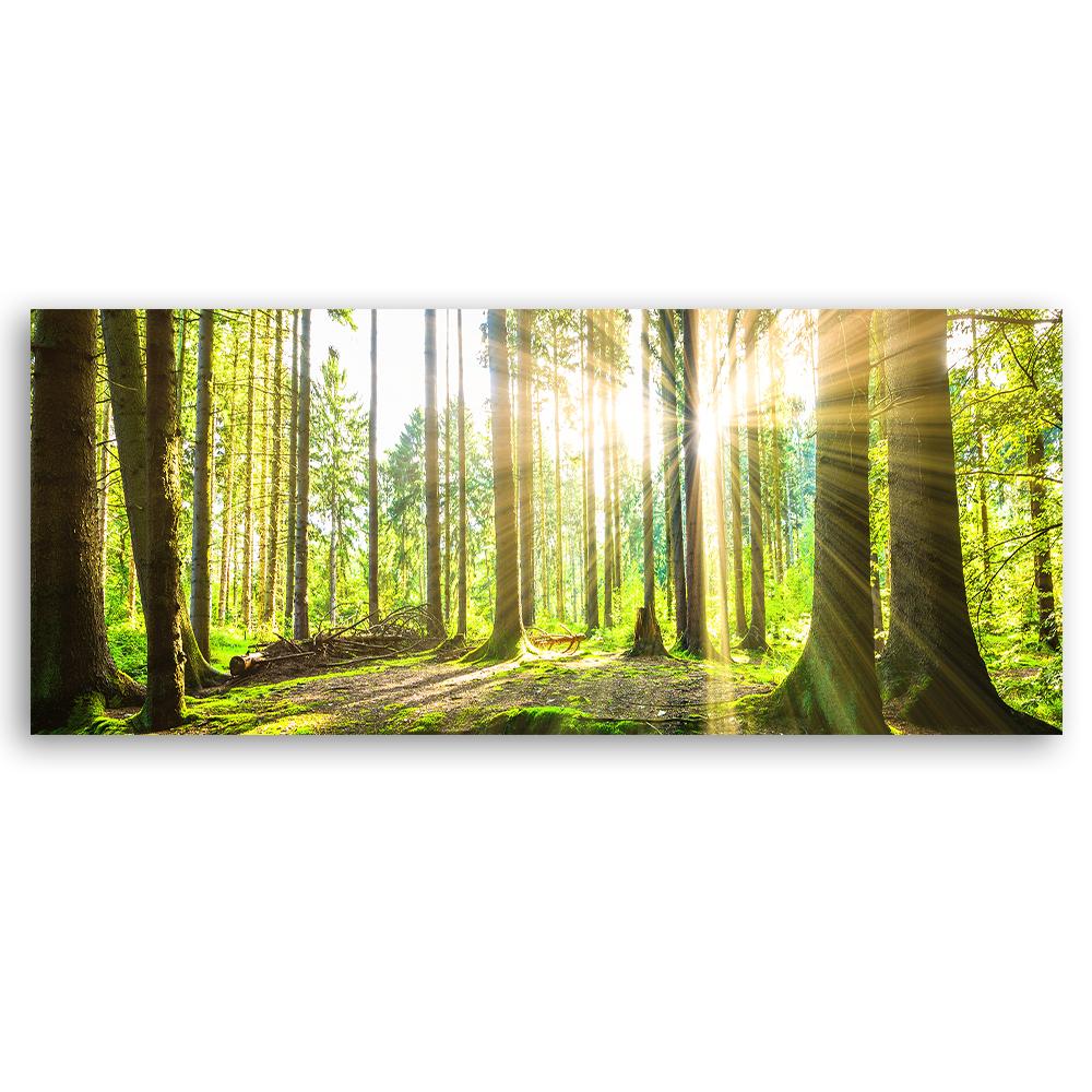 Canvas Print, Sun Rays In the Forest