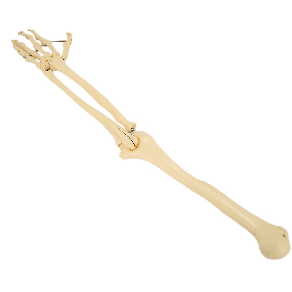 Modelo profesional de hueso de brazo y mano humana, modelo de hueso de miembro superior para demostración didáctica.