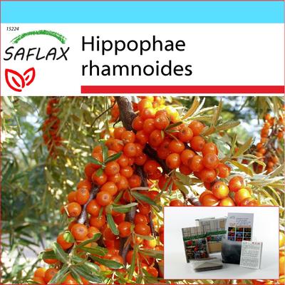 Gift Set - Sea Buckthorn - 40 Seeds - With Gift Box, Card, Label and Potting Substrate - Hippophae Rhamnoides