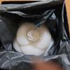 Used Rare! CHANEL Camellia Candle, Not For Sale, Novelty Item
