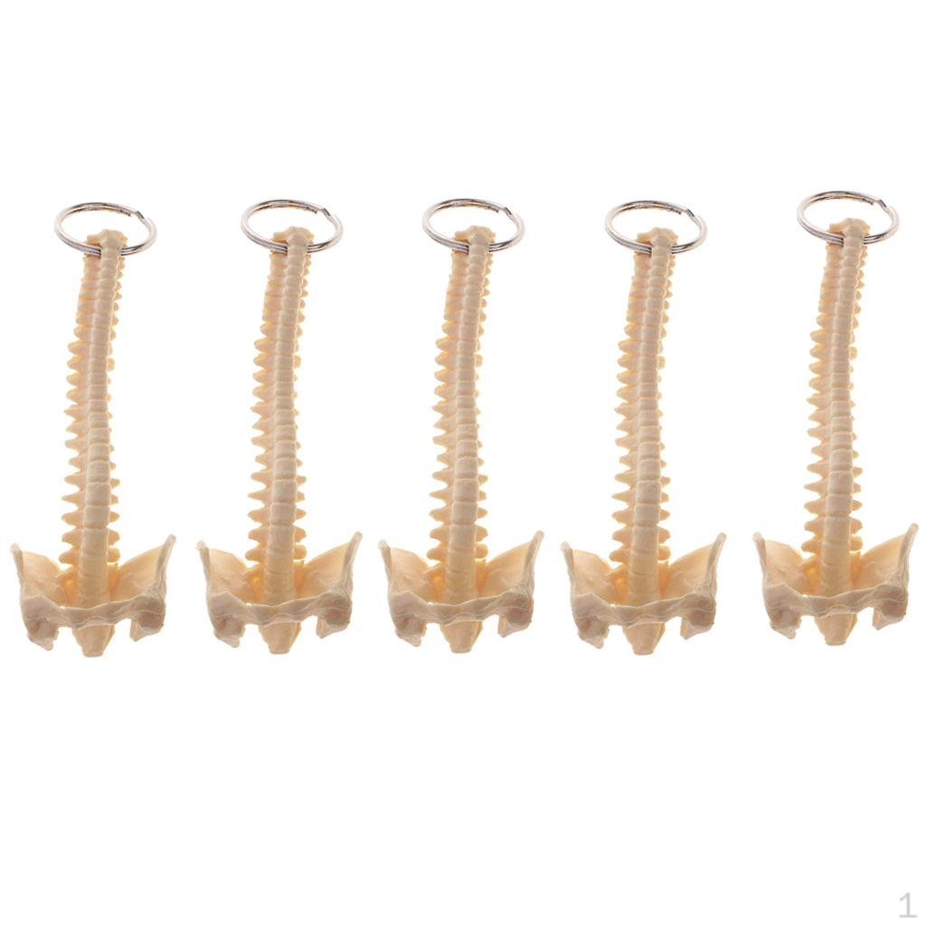 

5 шт. ПВХ Модель скелета позвоночника человека Брелок для ключей для обучения Украшения