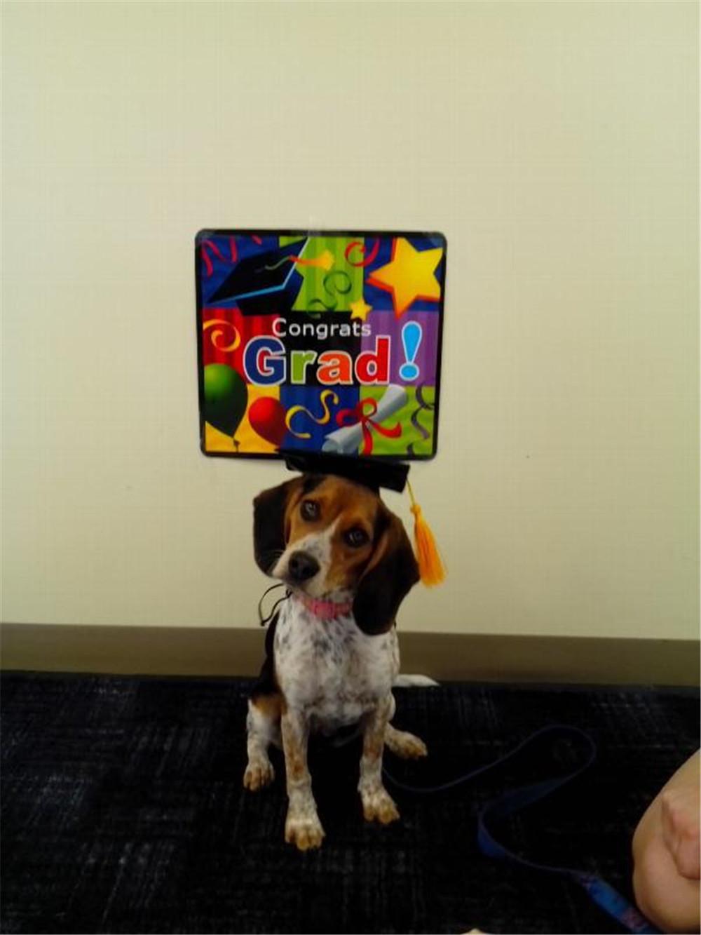 Pet Graduation Caps Dog Graduation Hats with Yellow Tassel Costumes for Dogs Cats Hat bianco