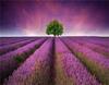 RUOPOTY Painting By Number Lavender Landscape Handpainted Unique Gift Picture Coloring By Numbers Balloon Children's Room Decor