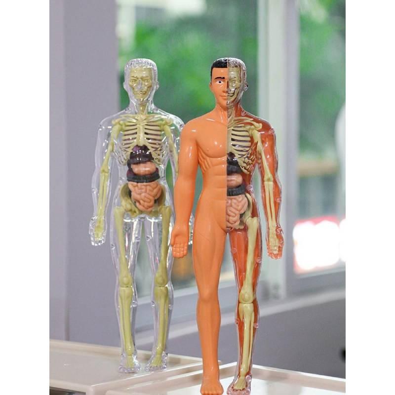 Colorful Children's Human Anatomy Skeleton Model Toy For Hands-on Learning With Diy Assembly And Clear Instruction Guide For Young Learners