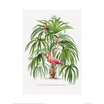 Summer Thornton Flamingo Poster