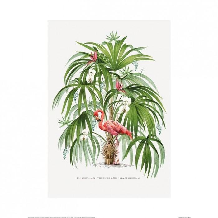 Summer Thornton Flamingo Poster