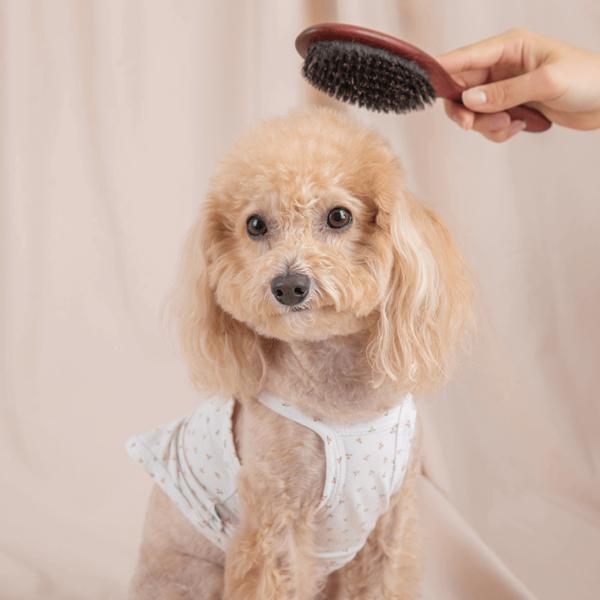 Masalcoso Hundebürste 23cm, Koreanisches Haustiershampoo