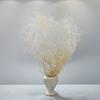 Stabilized Baby's Breath Mini - (Gypsophila) - Bleached