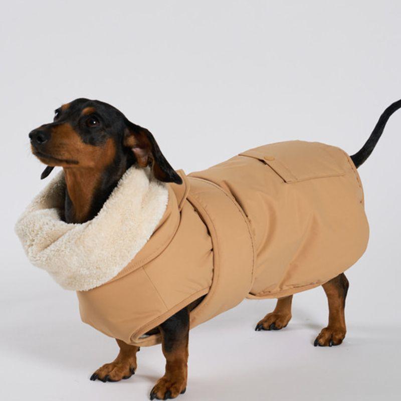 ANGEL DOG Hund Tatted Tech Welpe Polsterung Beige