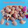 Conch Shells & Starfish for Hermit Crabs: Aquarium Decor & Drift Bottle Accessories