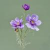 Luxury Artificial Cosmos Flower Branch Plastic Elegant Simulation Chrysanthemum Handmade Realistic Fake Flower