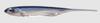 Fish Arrow Soft Lure Flash J 2 Inch 8 Piece per pack #04 (0416)