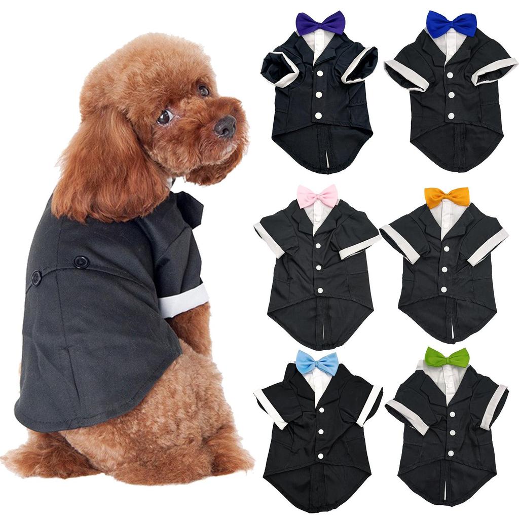 Jesienno-zimowa odzież dla psa: Przytulne stroje dla Teddy'ego, Golden Retrievera i Samojeda