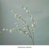 Artificial Silk Snow Willow Flower Arrangement for Indoor Decoration