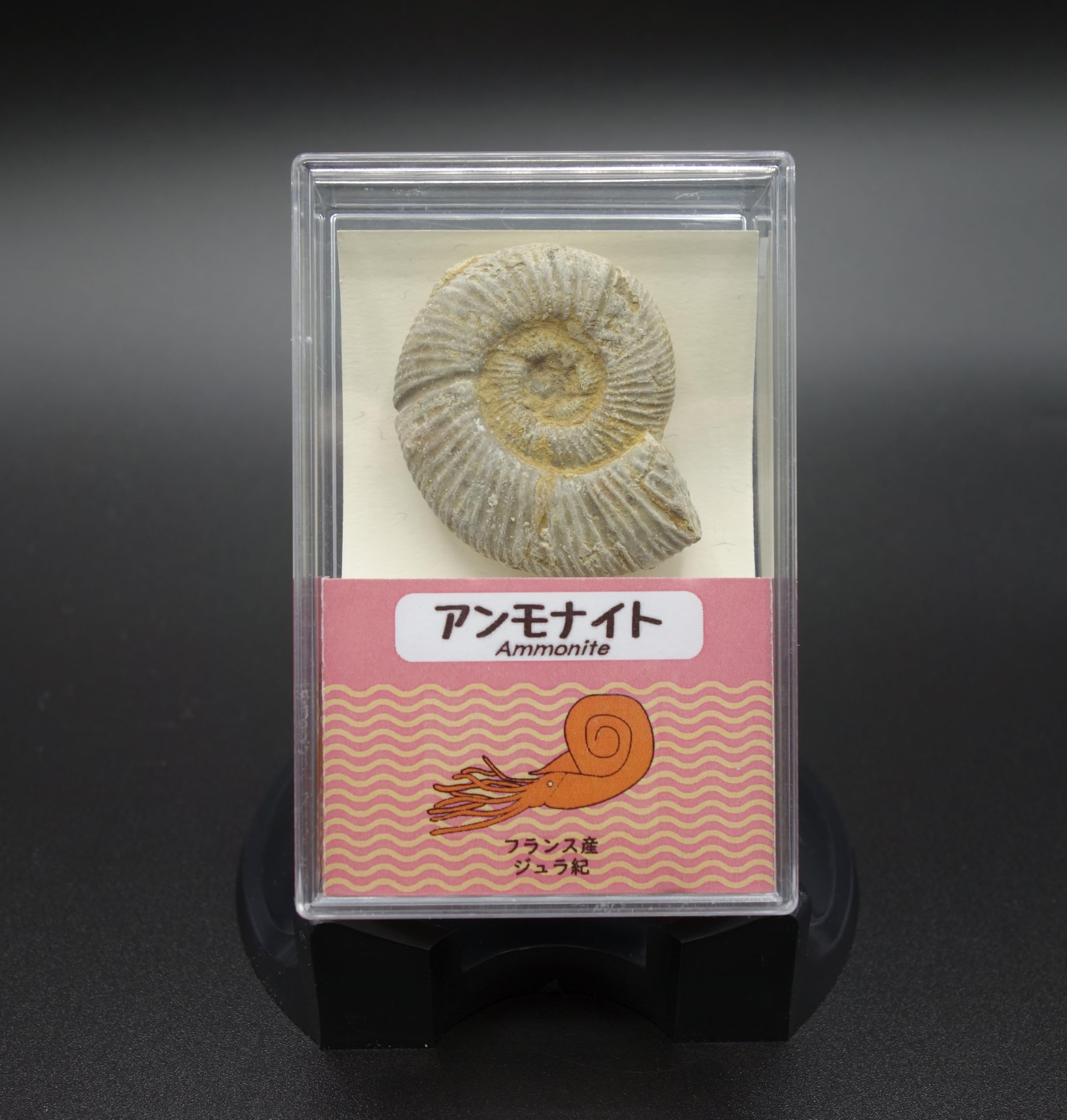 Ископаемый аммонит Охерикоша в пенопластовом футляре