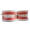 Kindergarten Oral Teaching Tooth Resin Model