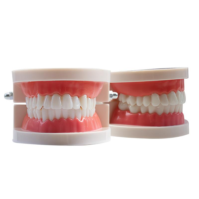 Kindergarten Oral Teaching Tooth Resin Model